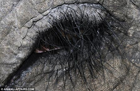 Picture 6 of 'Window of the soul' of animals