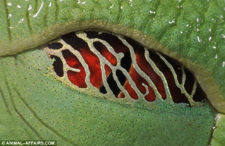 Picture 8 of 'Window of the soul' of animals