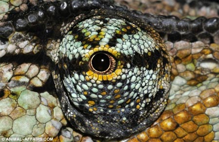 Picture 9 of 'Window of the soul' of animals