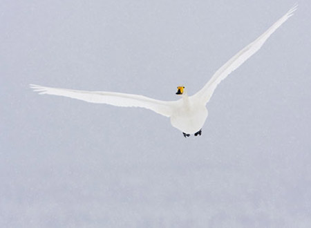 Picture 8 of Winning photos of wild birds