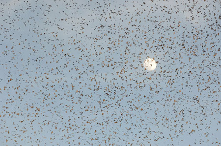 Picture 9 of Winning photos of wild birds