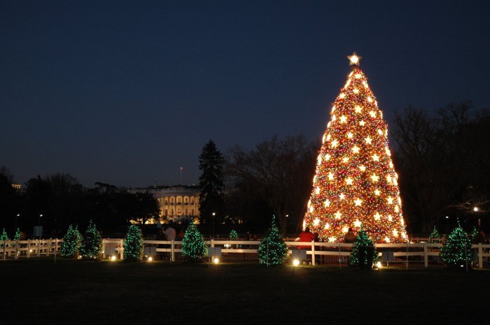 Picture 1 of Winter discusses pine trees