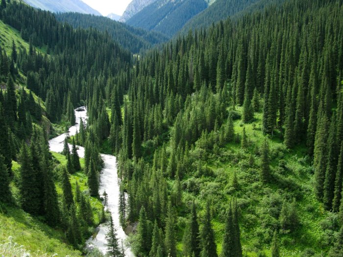 Picture 2 of Winter discusses pine trees