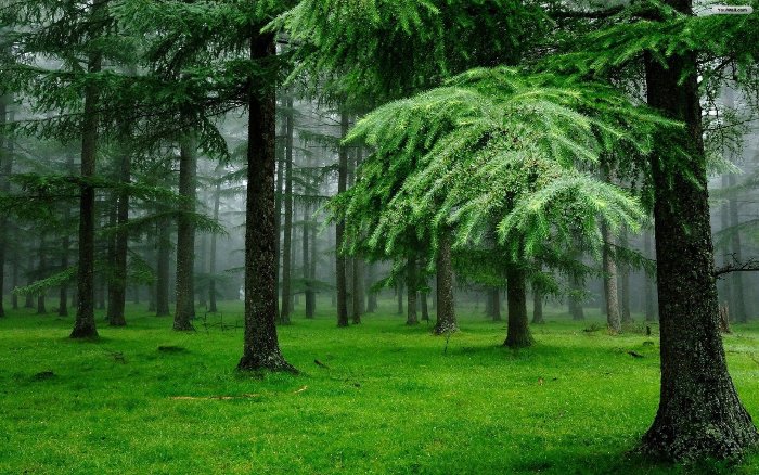 Picture 3 of Winter discusses pine trees