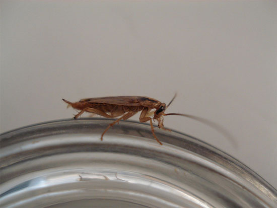 Picture 1 of Wisdom cockroaches know how to avoid food with baits