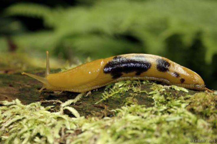 Picture 1 of With 15,000 teeth - this is the world's most toothed creature