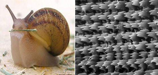 Picture 3 of With 15,000 teeth - this is the world's most toothed creature