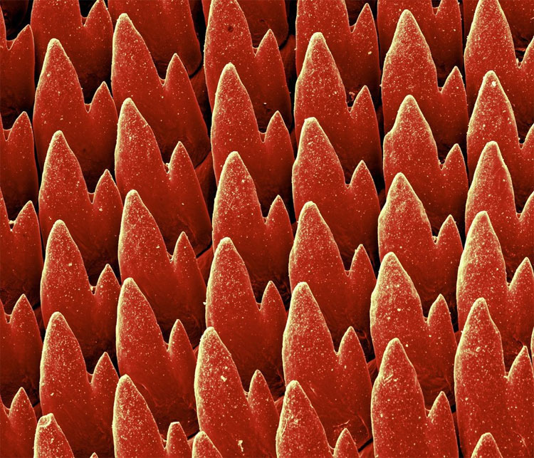 Picture 4 of With 15,000 teeth - this is the world's most toothed creature