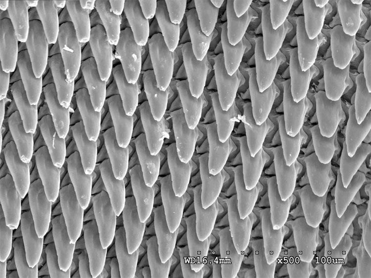 Picture 6 of With 15,000 teeth - this is the world's most toothed creature