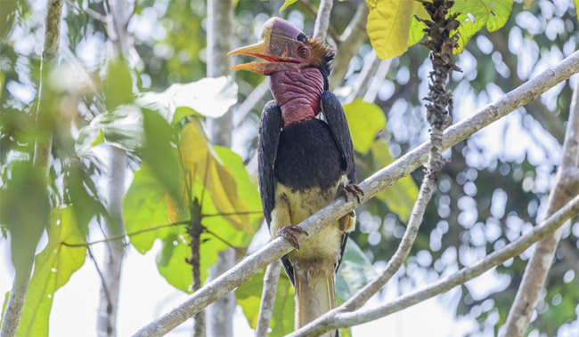 Picture 1 of With more precious horns than ivory, the ancient bird was at risk of extinction