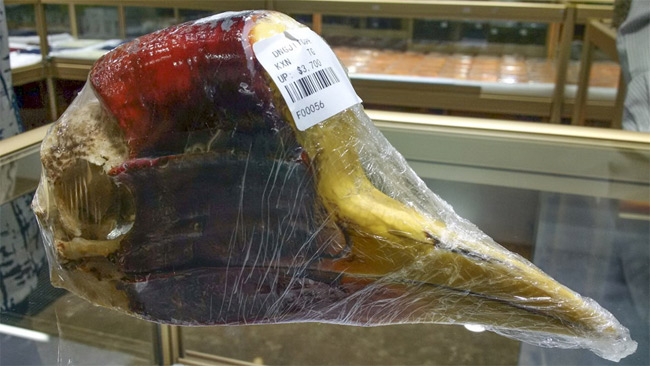 Picture 2 of With more precious horns than ivory, the ancient bird was at risk of extinction