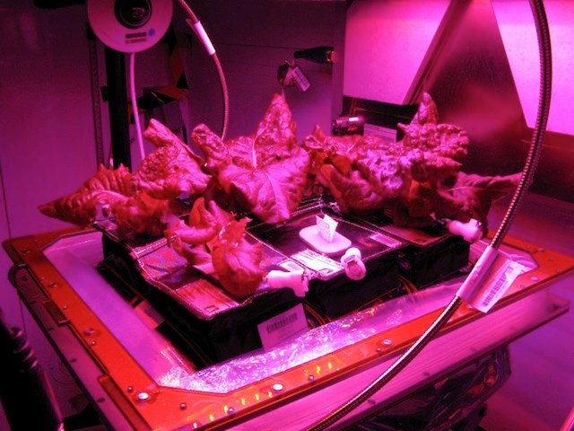 Picture 11 of Without rice, what will humans eat?