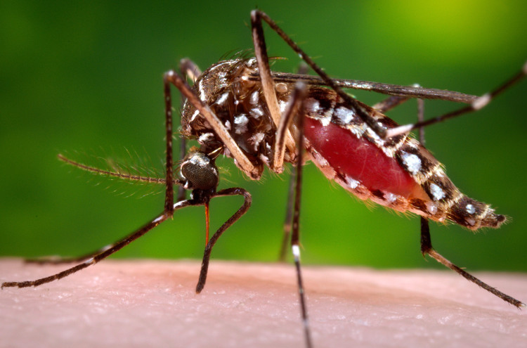 Picture 1 of Wolbachia, 'ultimate weapon' against dengue?