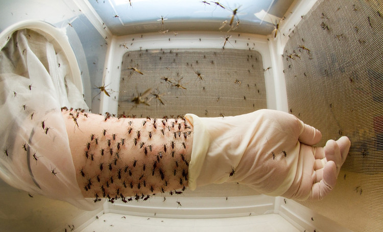 Picture 2 of Wolbachia, 'ultimate weapon' against dengue?