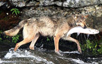 Picture 1 of Wolves love fishing more than hunting