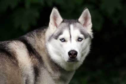 Picture 1 of Wolves outperformed domestic dogs in logic tests