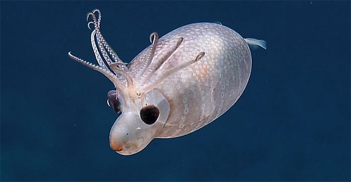 Picture 1 of Wonder the lovely squid like little pig