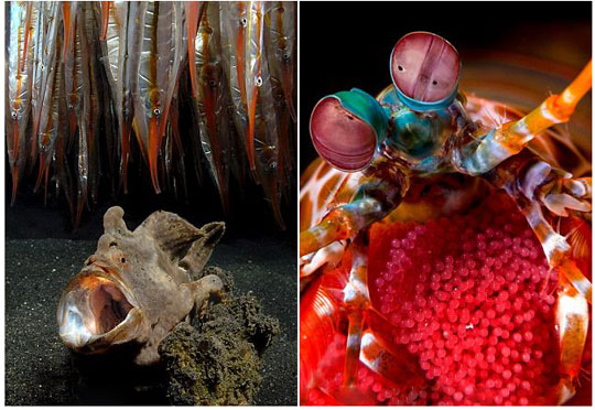 Picture 10 of Wonderful world under water