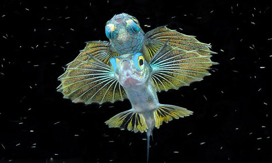 Picture 11 of Wonderful world under water