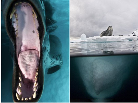 Picture 12 of Wonderful world under water