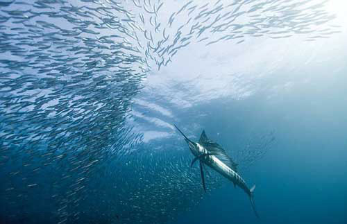 Picture 8 of Wonderful world under water