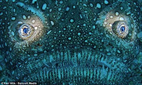 Picture 9 of Wonderful world under water