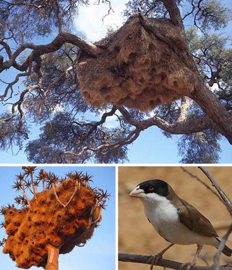 Picture 2 of Wonders in the animal world