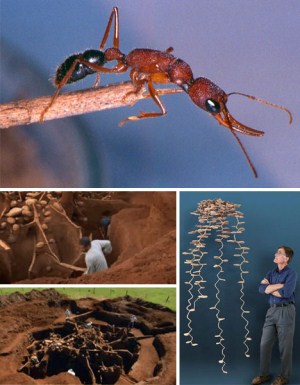 Picture 4 of Wonders in the animal world