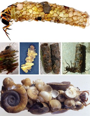 Picture 5 of Wonders in the animal world