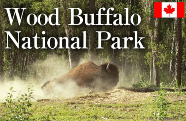 Picture 1 of Wood Buffalo - Canada National Park