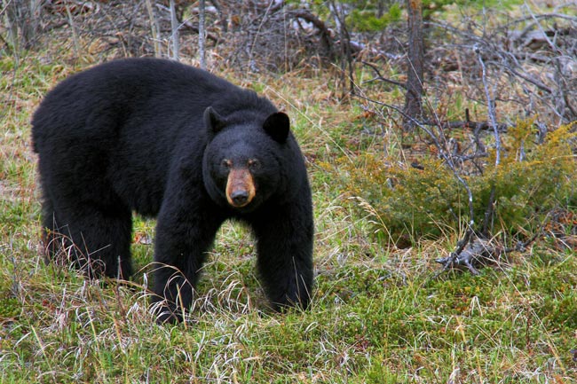 Picture 11 of Wood Buffalo - Canada National Park