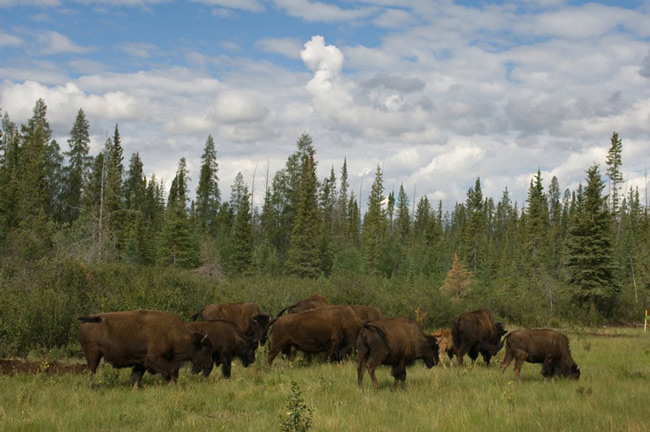 Picture 7 of Wood Buffalo - Canada National Park