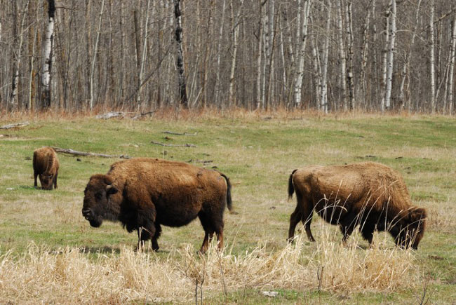 Picture 8 of Wood Buffalo - Canada National Park