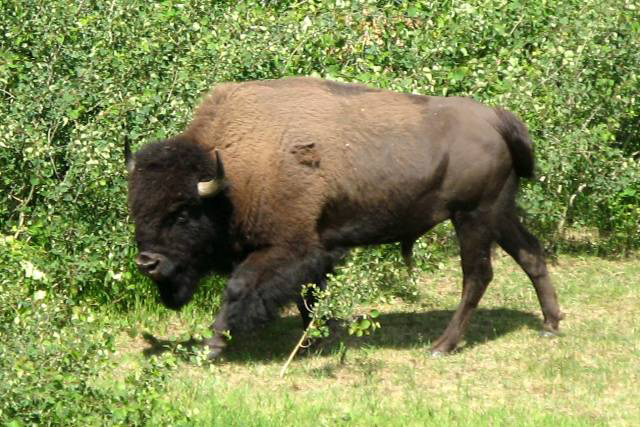 Picture 9 of Wood Buffalo - Canada National Park