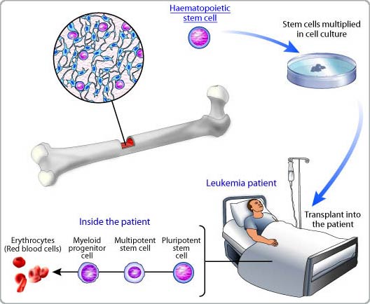 Picture 1 of Workshop: Stem cell- From discovery to application