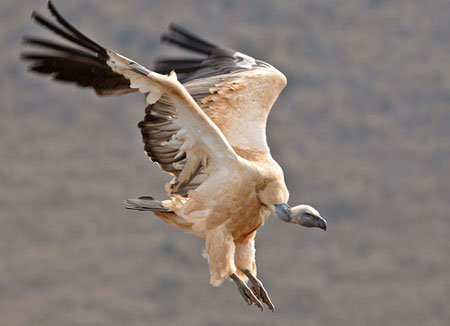 Picture 1 of World Cup 2010 is a threat to vultures