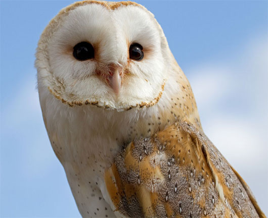 Picture 1 of World of owl species