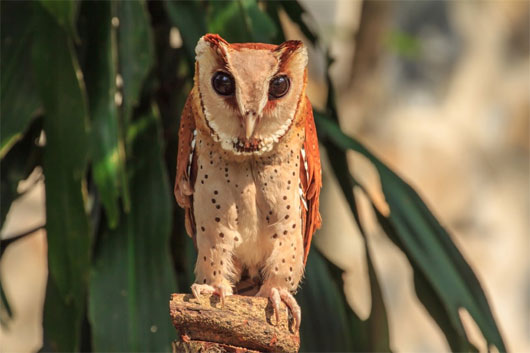 Picture 2 of World of owl species