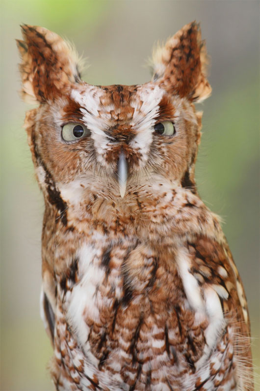 Picture 3 of World of owl species
