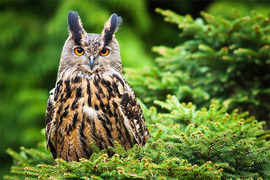 Picture 4 of World of owl species