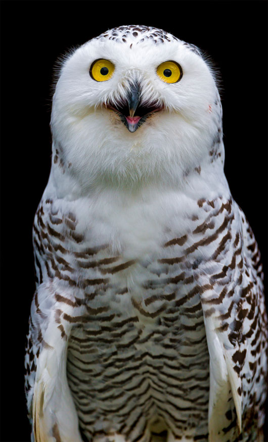 Picture 5 of World of owl species