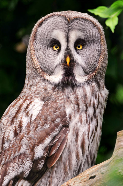 Picture 6 of World of owl species
