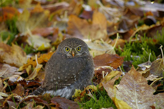Picture 7 of World of owl species