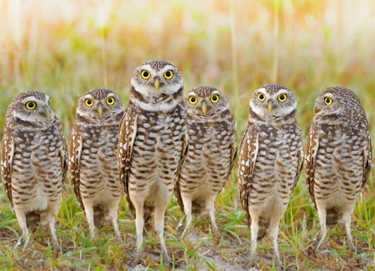Picture 8 of World of owl species