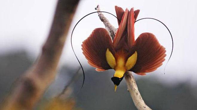 Picture 1 of World of paradise birds