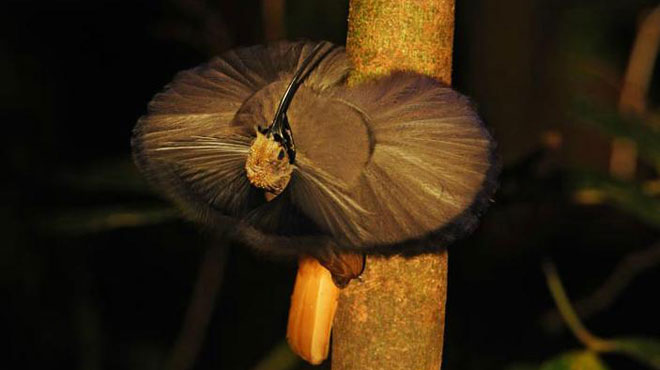 Picture 10 of World of paradise birds