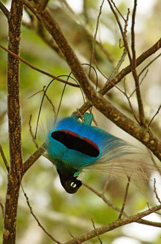 Picture 2 of World of paradise birds