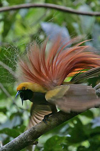Picture 3 of World of paradise birds
