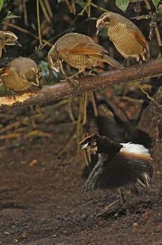 Picture 4 of World of paradise birds