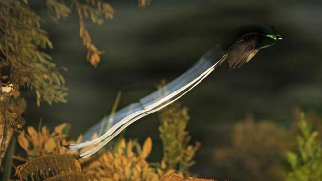 Picture 5 of World of paradise birds